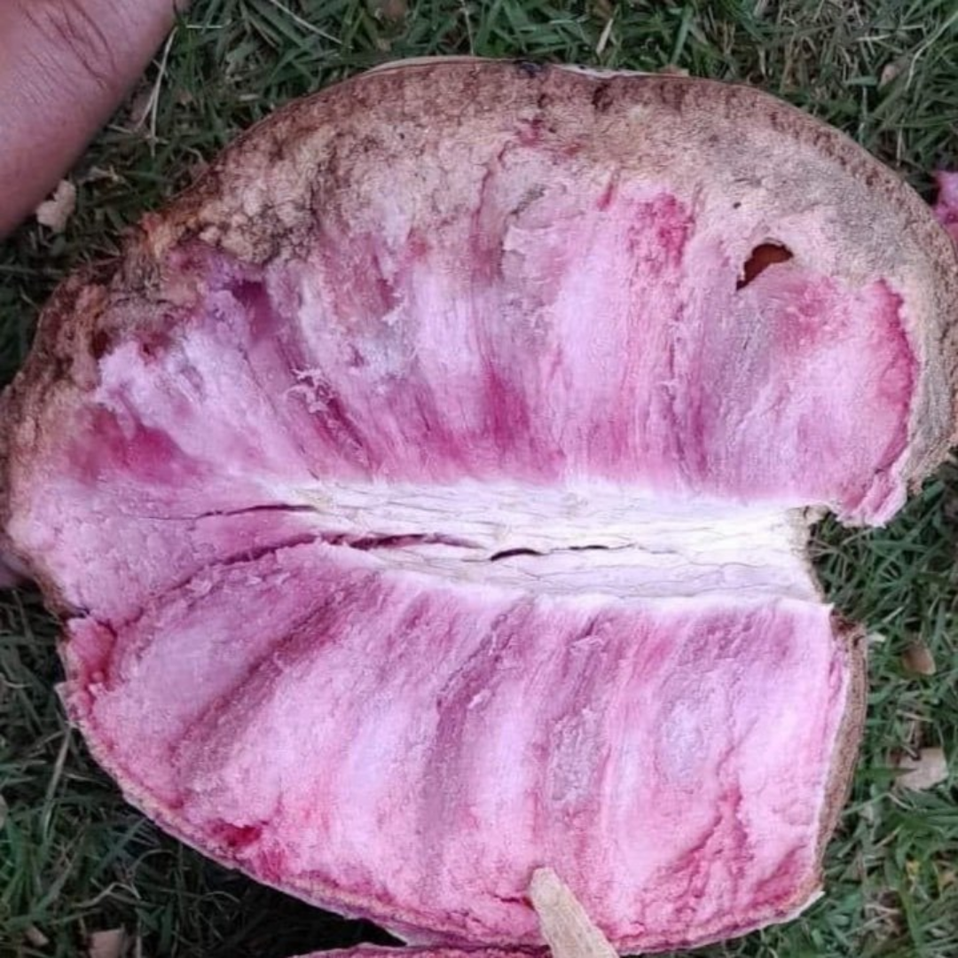 Hybrid Ilama Fruit Seeds - Tropical Violet - 5 Seeds