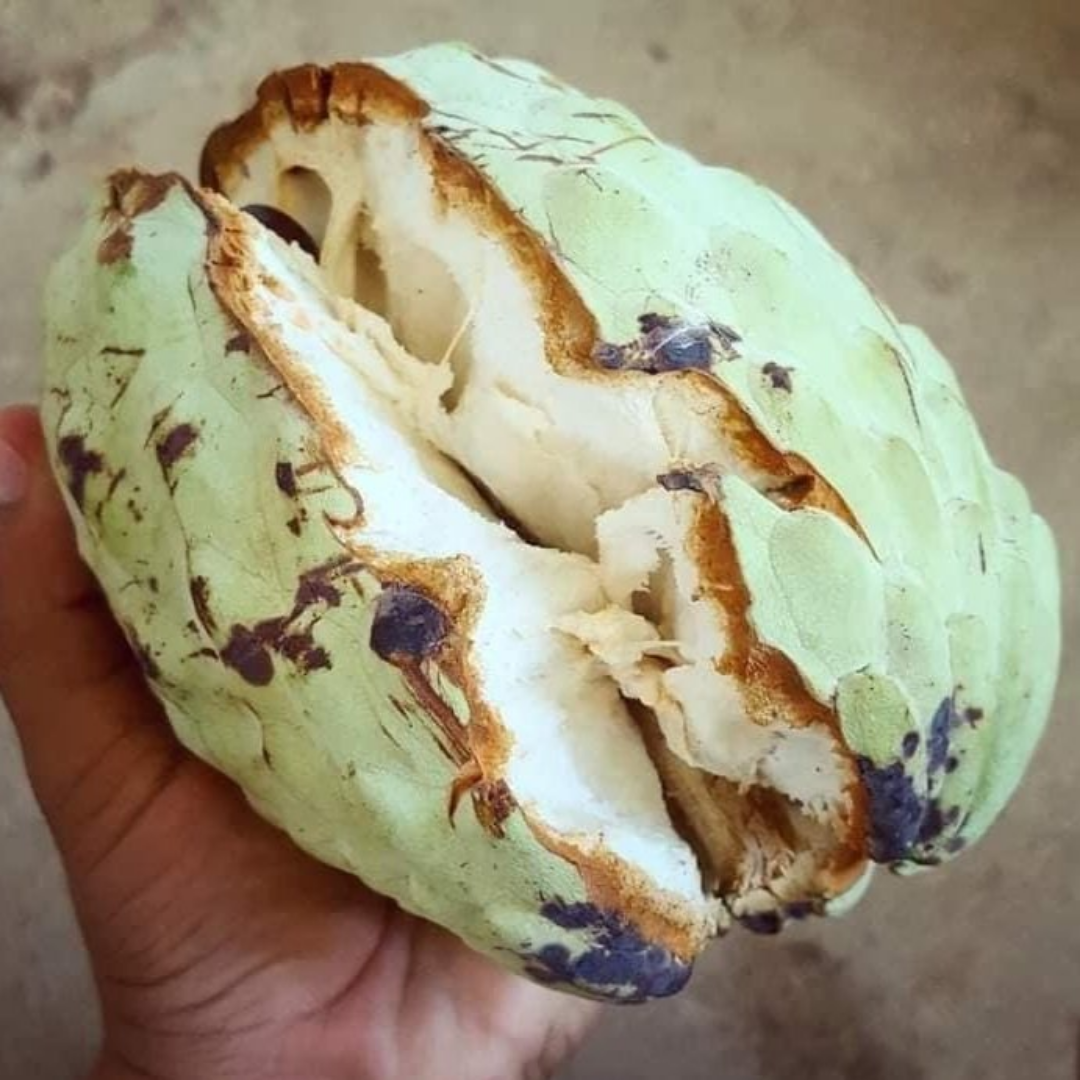 Hybrid Ilama Fruit Seeds - White - 5 Seeds
