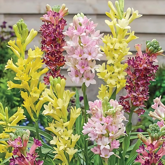 Tuberose - Rajanigandha Flower Bulbs - Mixed Colour, Single & Multi Petal Variety, Medium Size, Pack of 5 Bulbs