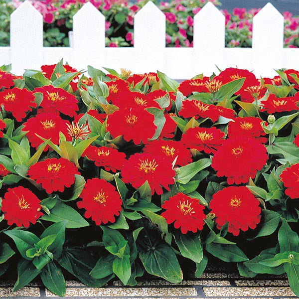 Zinnia " Dreamland Red " Exotic 30 Flower Seeds