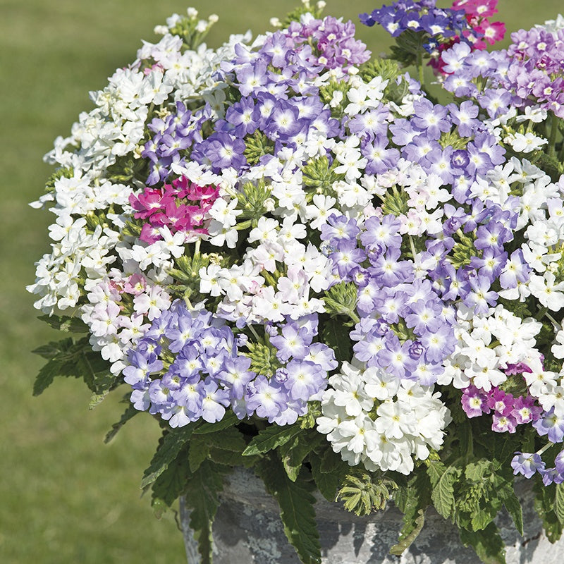 Verbena " Scentsation " Exotic 50 Flower Seeds
