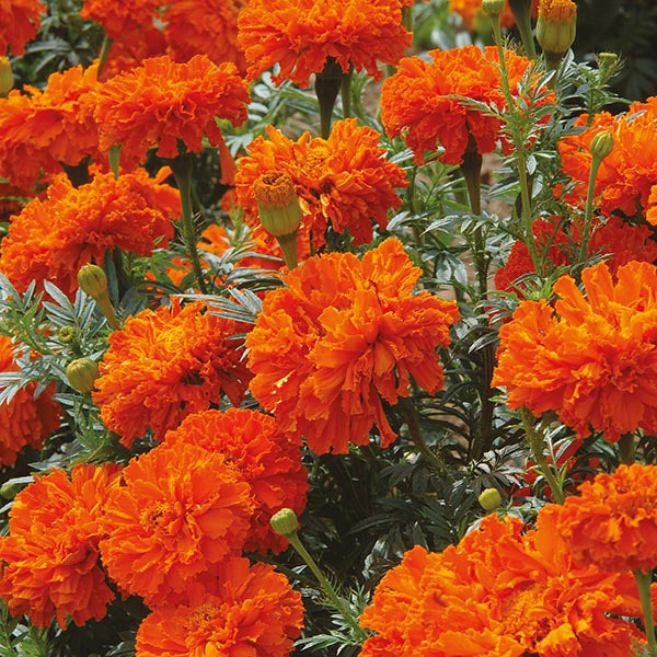 African Marigold " Orange " Exotic 30 Flower Seeds