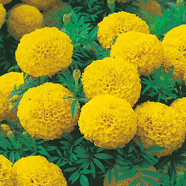 African Marigold " Sunspot Yellow " Exotic 30 Flower Seeds