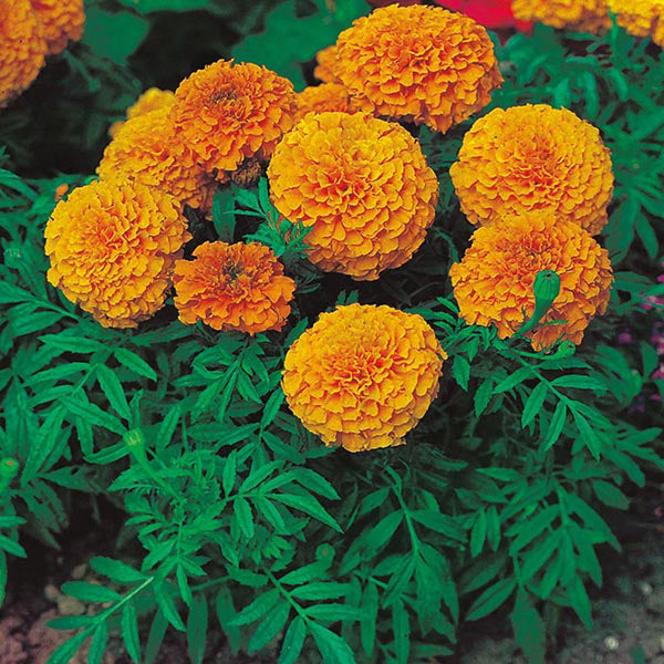 African Marigold " Sunspot Orange " Exotic 30 Flower Seeds