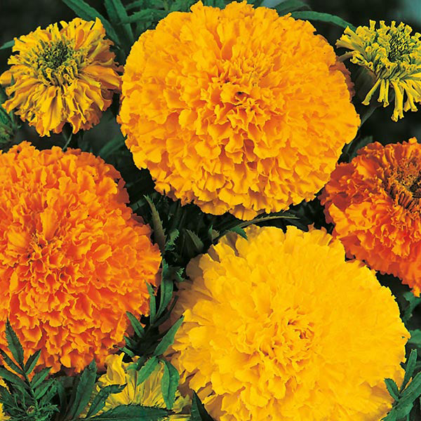 African Marigold " Crackerjack Mixed " Exotic 30 Flower Seeds