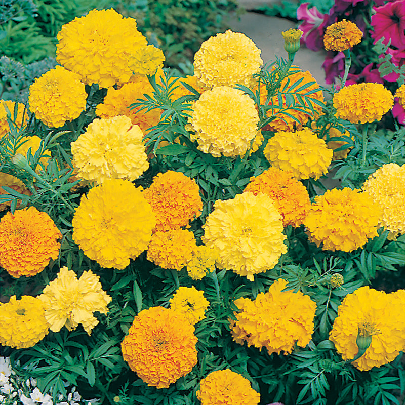 African Marigold " Double Mixed " Exotic 30 Flower Seeds
