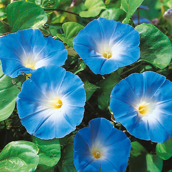 Morning Glory " Heavenly Blue " Exotic 10 Flower Seeds