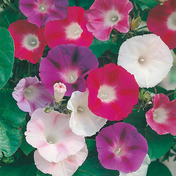 Morning Glory " Choice Mixed " Exotic 10 Flower Seeds
