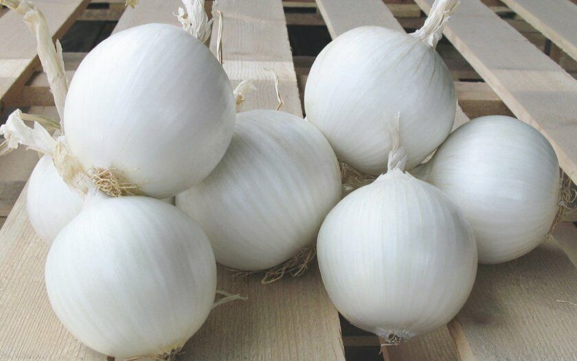 Onion " White Queen " Exotic 100 Vegetable Seeds