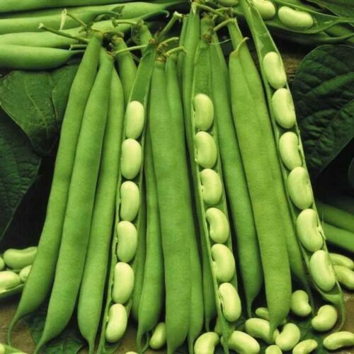 French Bean " Green Hybrid " Exotic 20 Vegetable Seeds