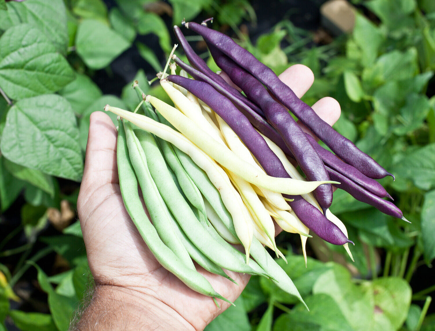 French Bean " Mixed Bush " Exotic 20 Vegetable Seeds
