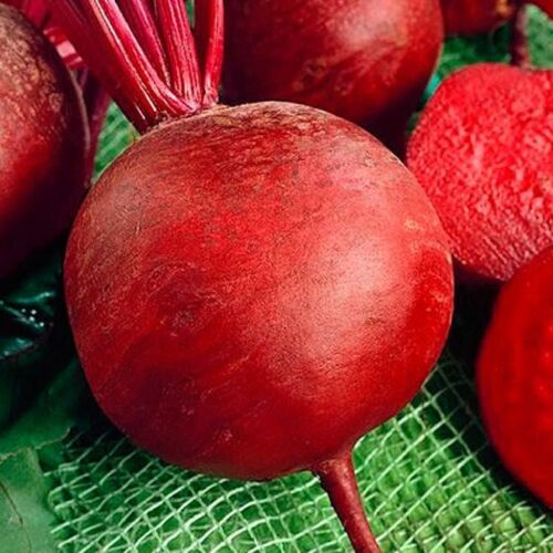 Beet Root " Red Round " Exotic 20 Vegetable Seeds