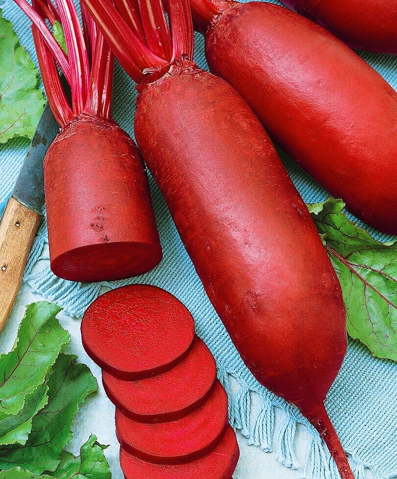 Beet Root " Red Long " Exotic 20 Vegetable Seeds