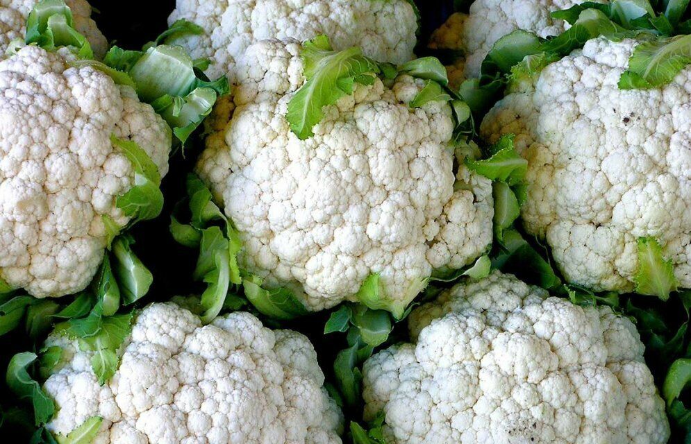 Cauli Flower " Cream White " Exotic 20 Vegetable Seeds
