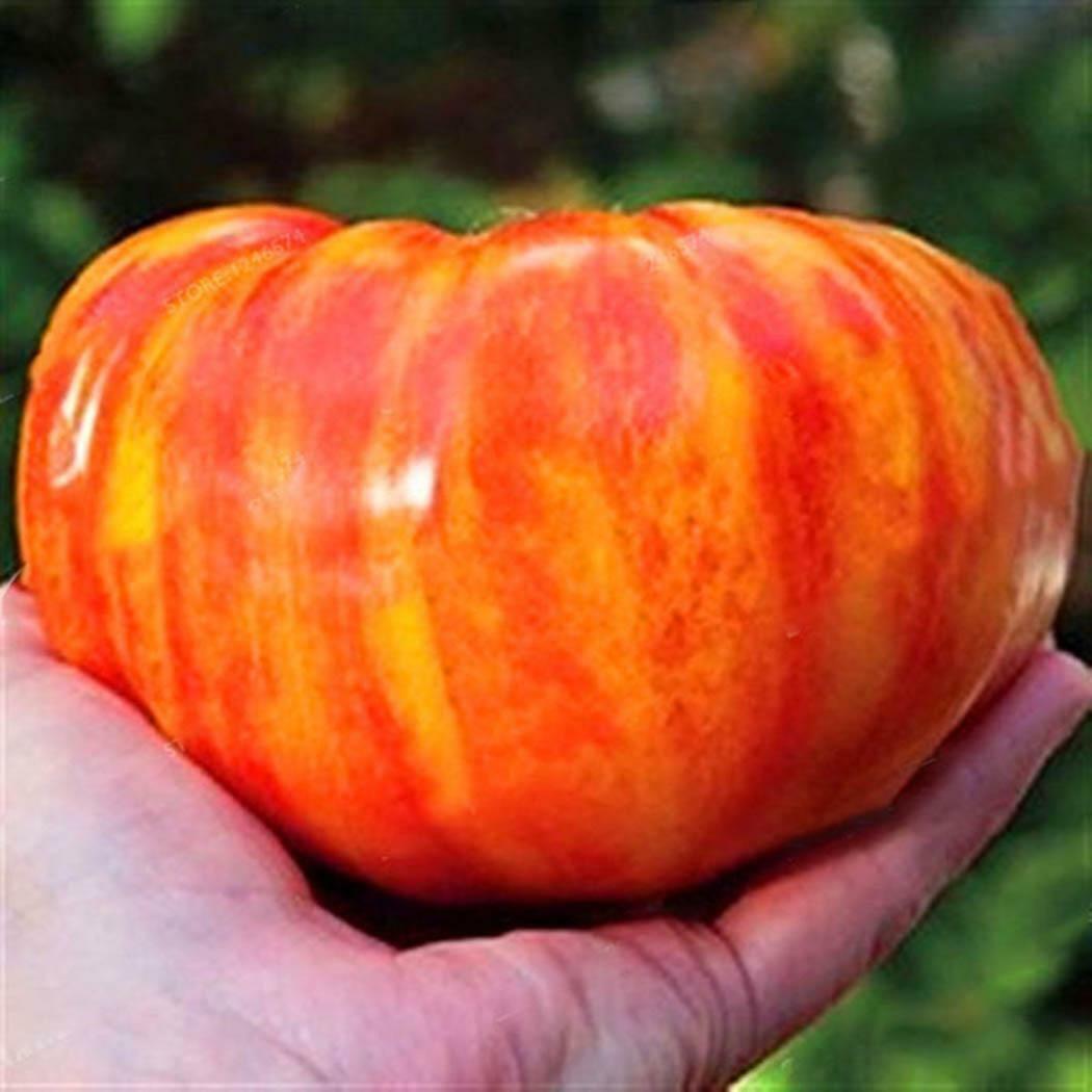 Tomato " Rainbow " Exotic 100 Vegetable Seeds