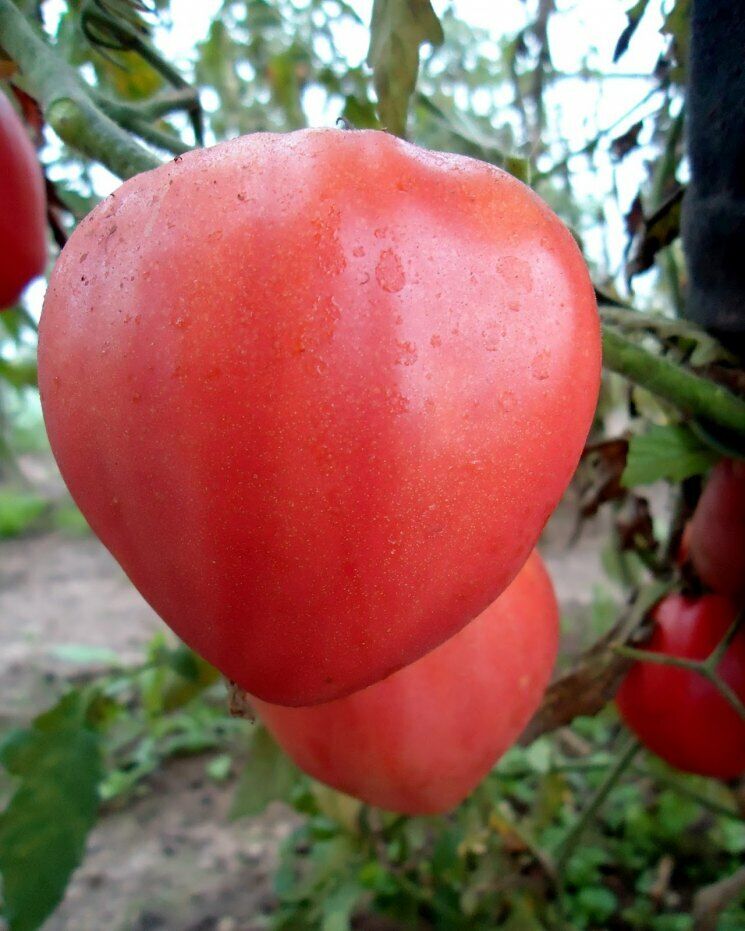 Tomato " Bull's Heart Pink " Exotic 100 Vegetable Seeds