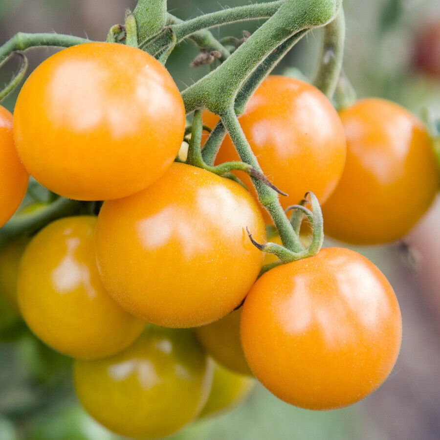 Tomato " Yellow Cherry " Exotic 100 Vegetable Seeds