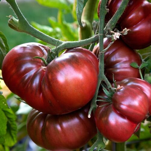 Tomato " Black Elephant " Exotic 100 Vegetable Seeds