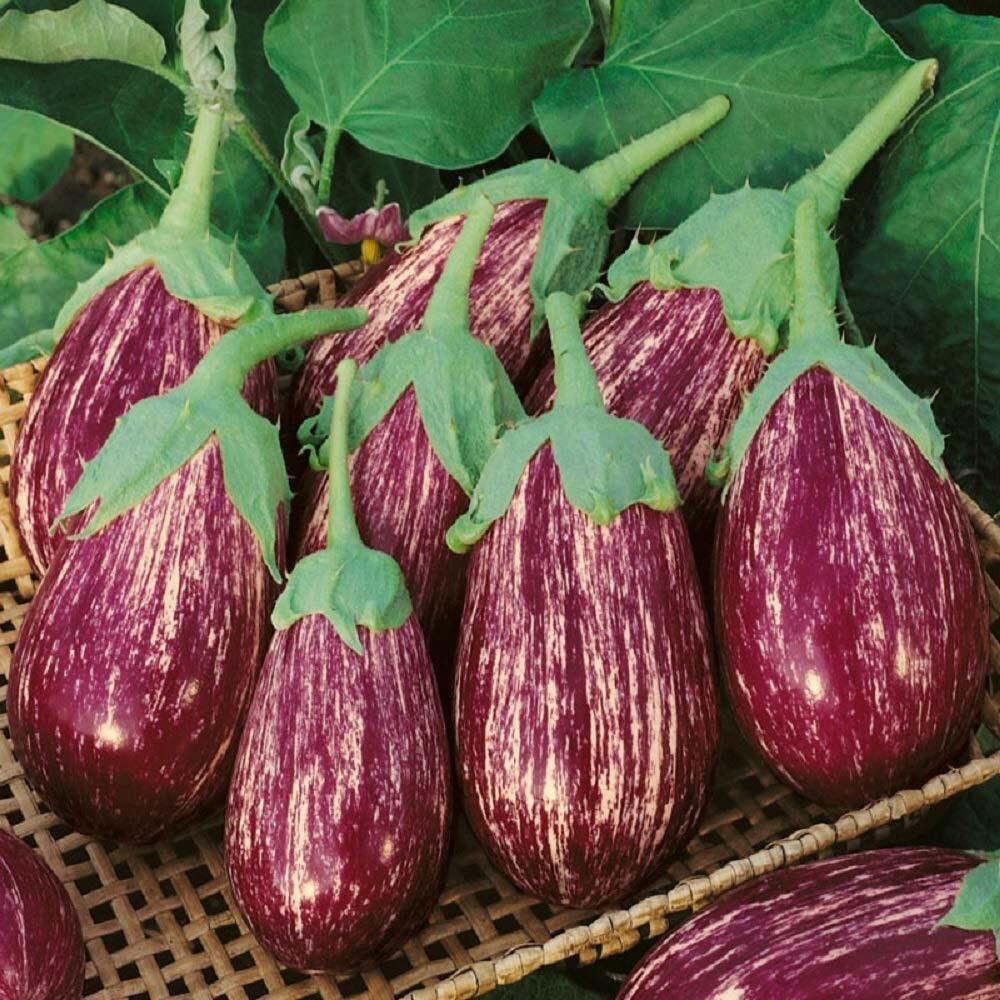 Eggplant " Thailand Striped " Exotic 50 Vegetable Seeds