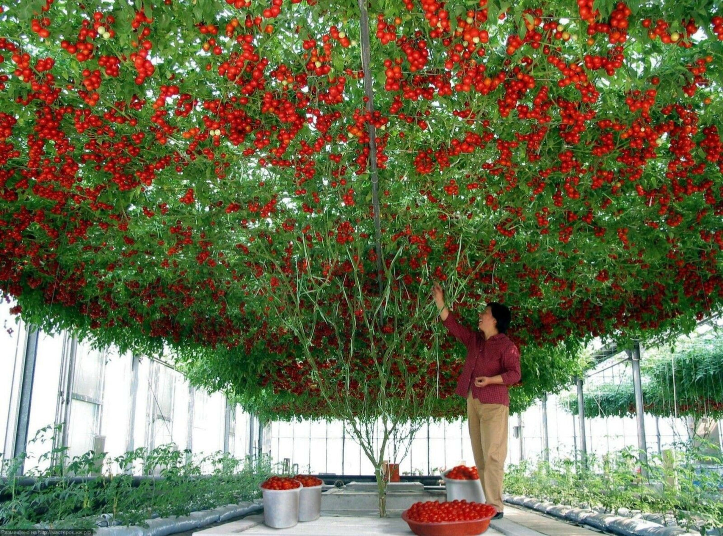 Tomato " Climbing Tree " Exotic 100 Vegetable Seeds