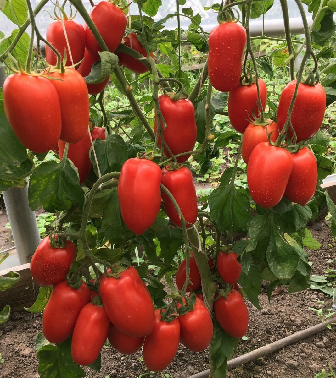 Tomato " Red Pepper " Exotic 100 Vegetable Seeds