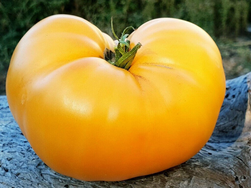 Tomato " Giant Lemon " Exotic 100 Vegetable Seeds