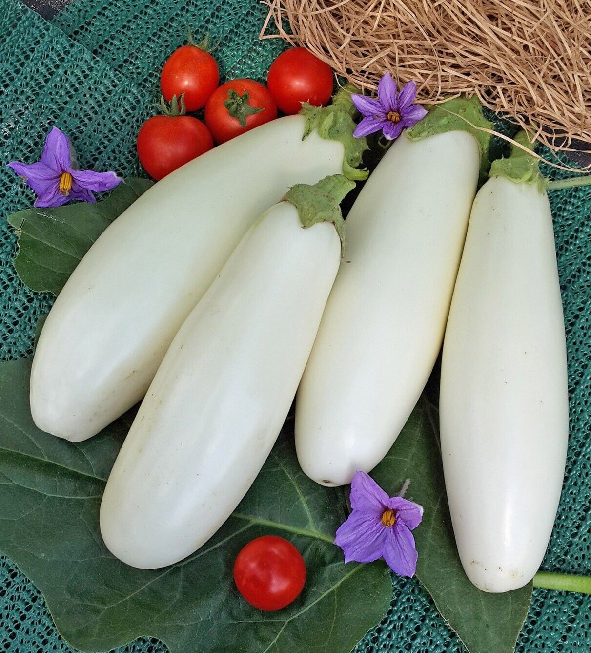 Eggplant " Thailand White " Exotic 50 Vegetable Seeds