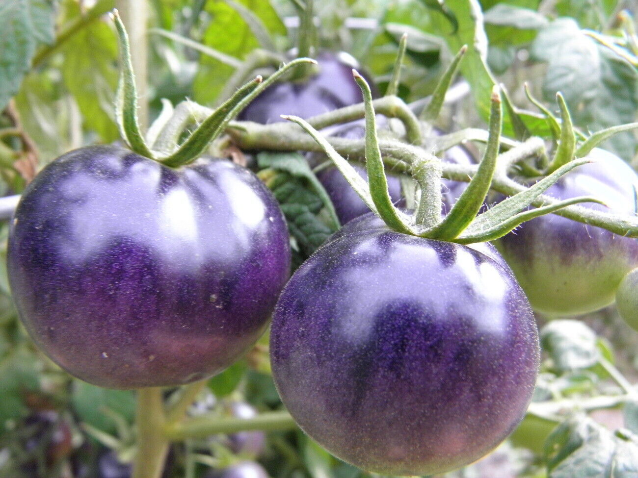 Tomato " Blue " Exotic 100 Vegetable Seeds