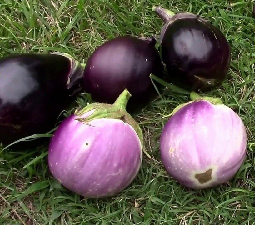 Eggplant " Round Mix " Exotic 50 Vegetable Seeds