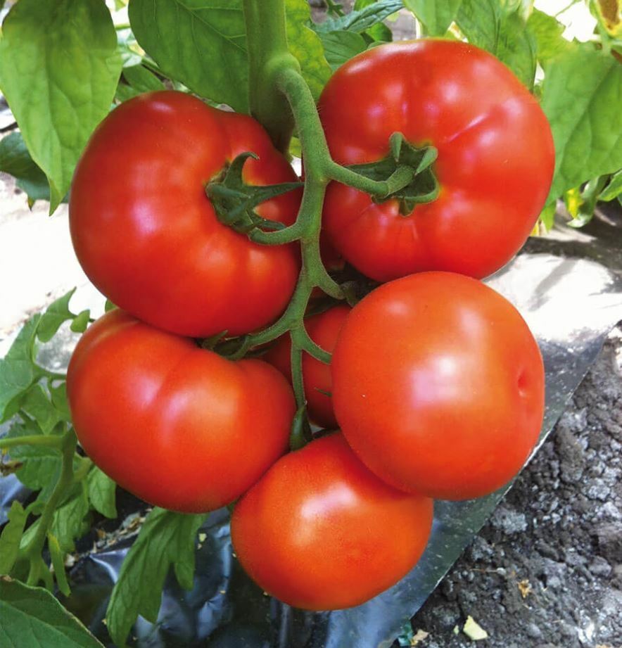 Tomato " Russian Giant " Exotic 100 Vegetable Seeds
