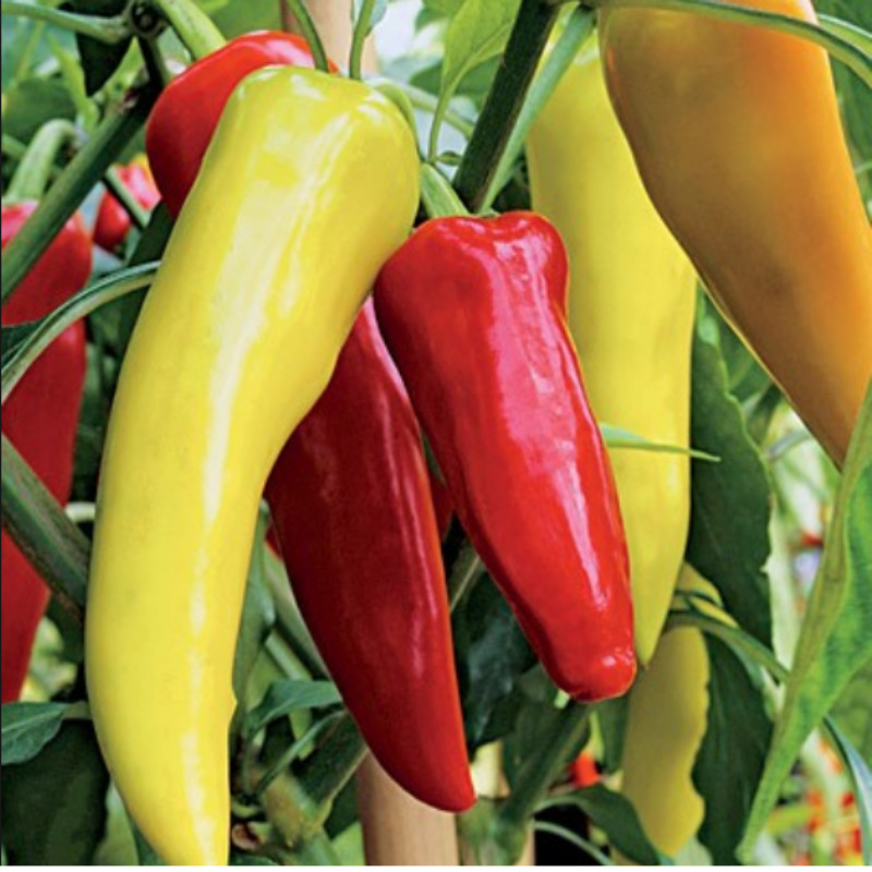 Chilli " Banana " Exotic 50 Vegetable Seeds