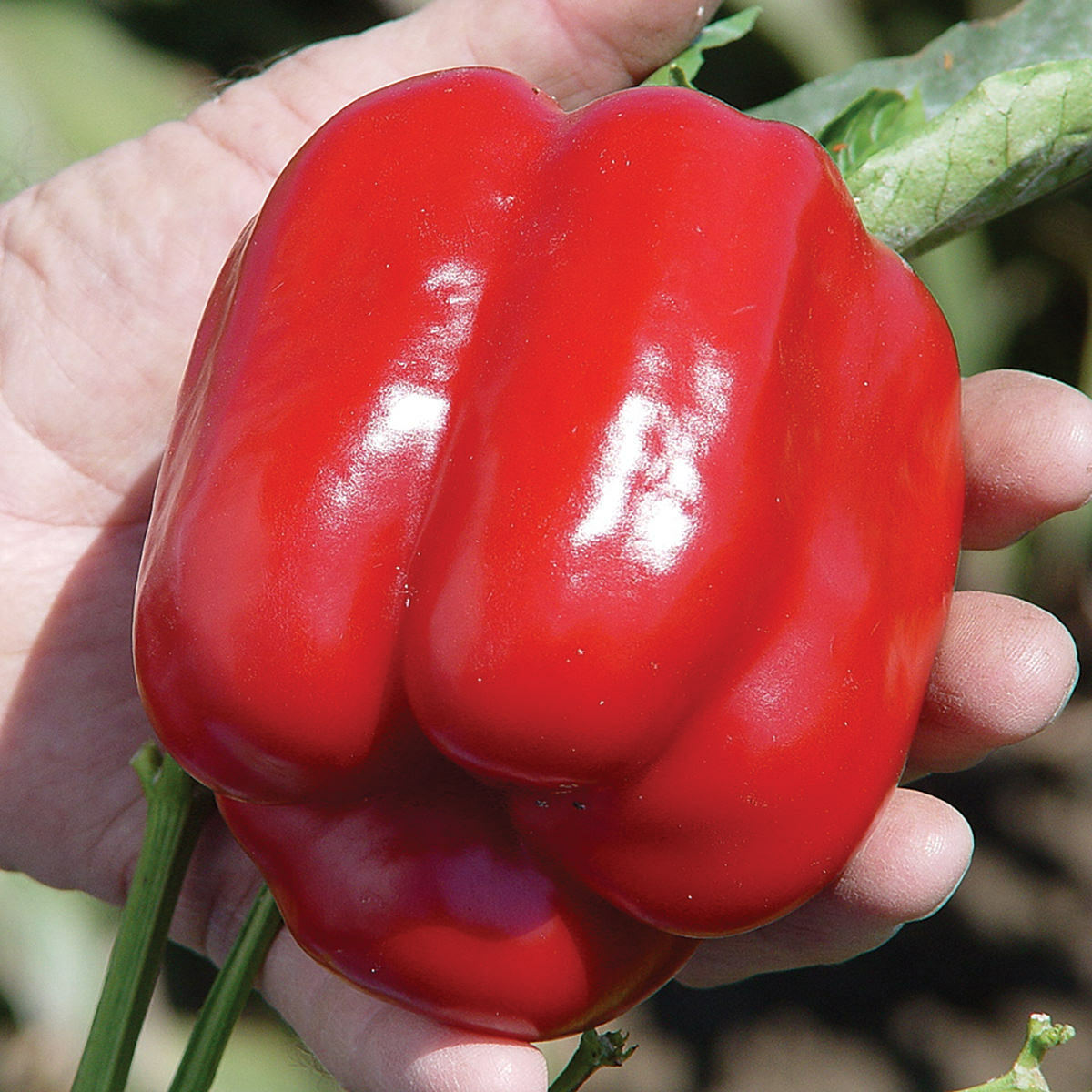 Bell Pepper " Red " Exotic 20 Vegetable Seeds