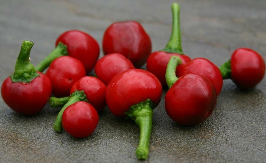 Chilli " Red Cherry " Exotic 50 Vegetable Seeds