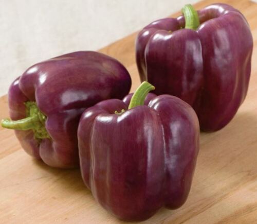 Bell Pepper " Purple " Exotic 20 Vegetable Seeds