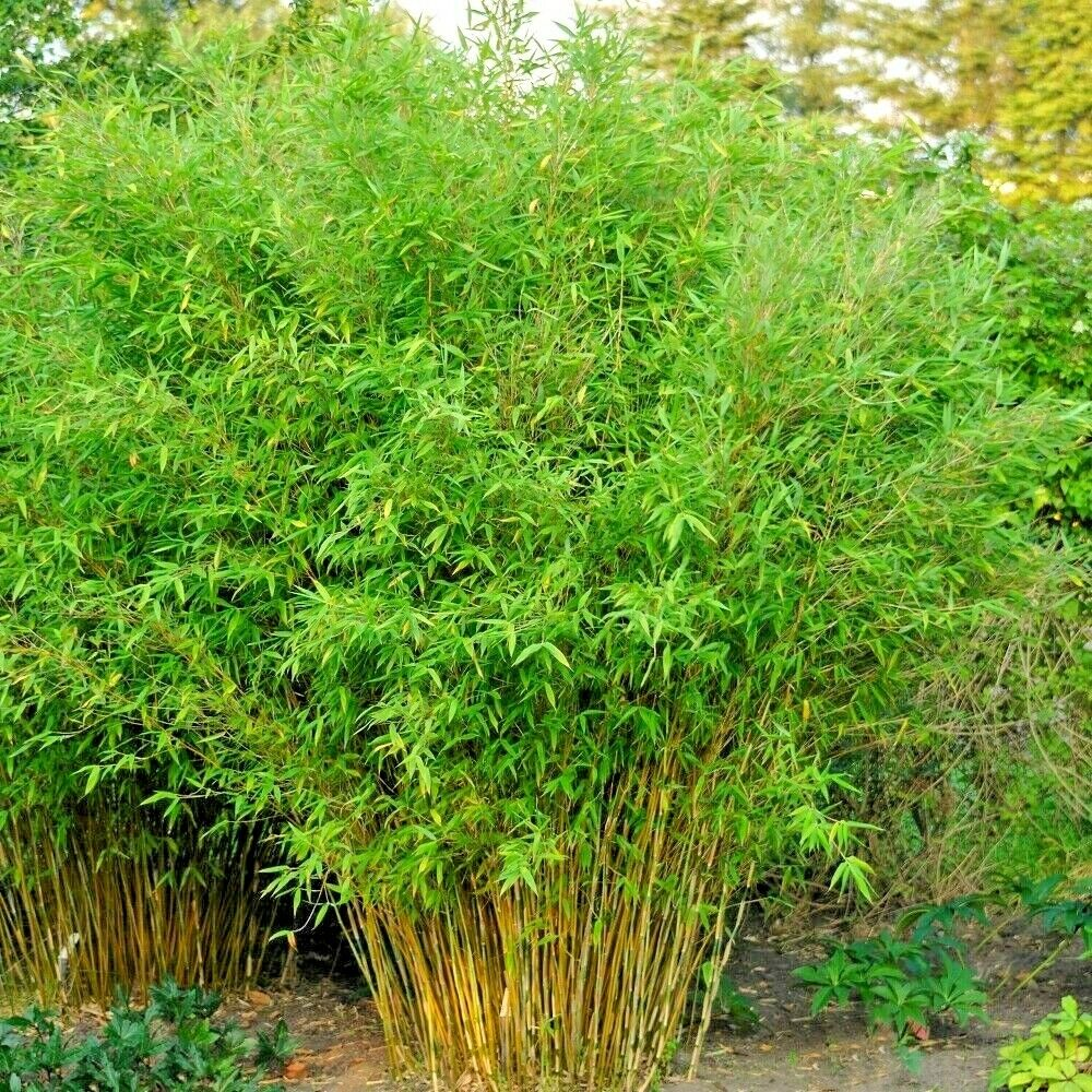 Bamboo " Umbrella " Exotic 40 Tree Seeds