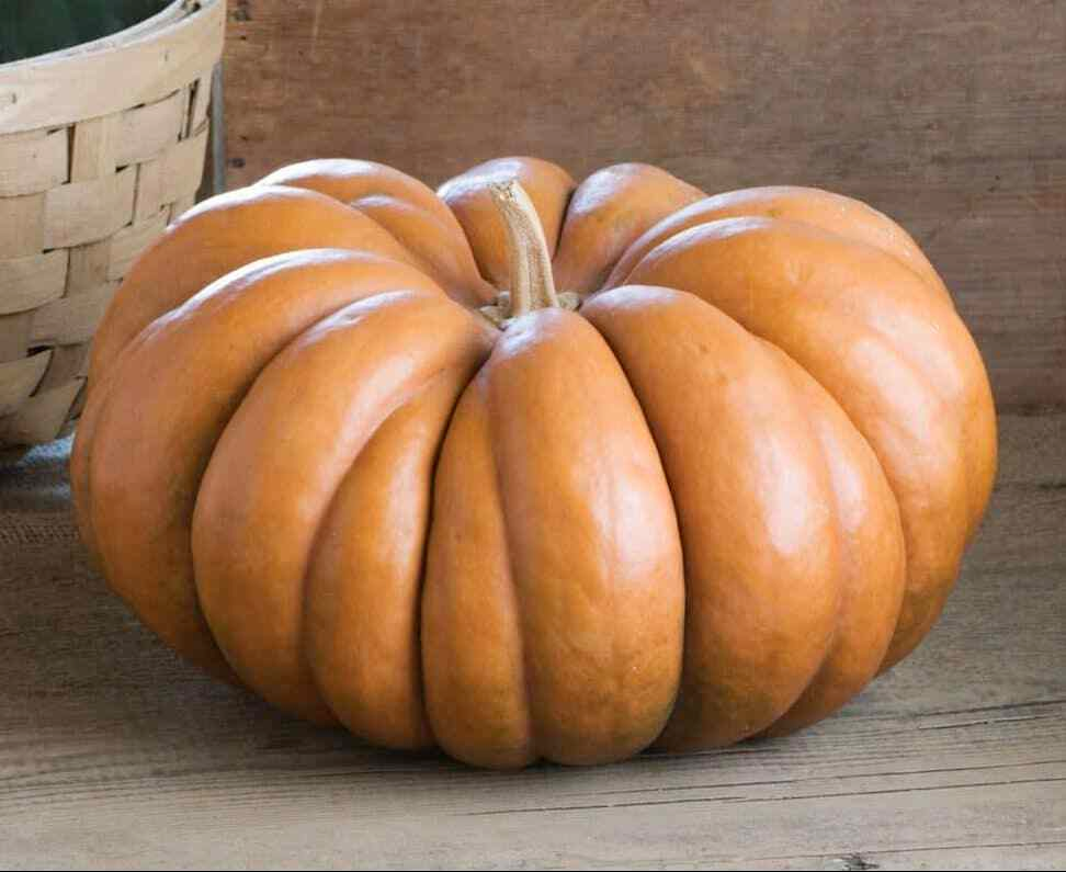 Pumpkin " Musquee De Provence " Exotic 10 Vegetable Seeds
