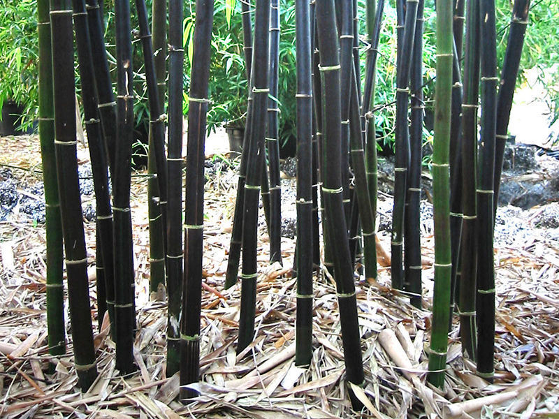 Bamboo " Black " Exotic 40 Tree Seeds