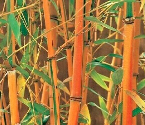 Bamboo " Red Fountain " Exotic 40 Tree Seeds