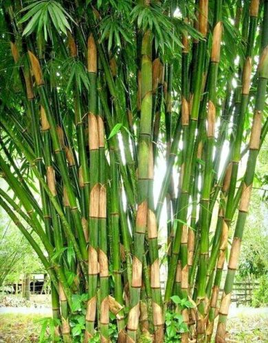 Bamboo " Striped " Exotic 40 Tree Seeds