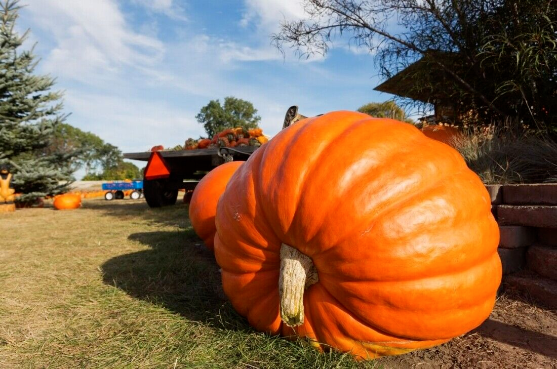 Pumpkin " Giant " Exotic 10 Vegetable Seeds