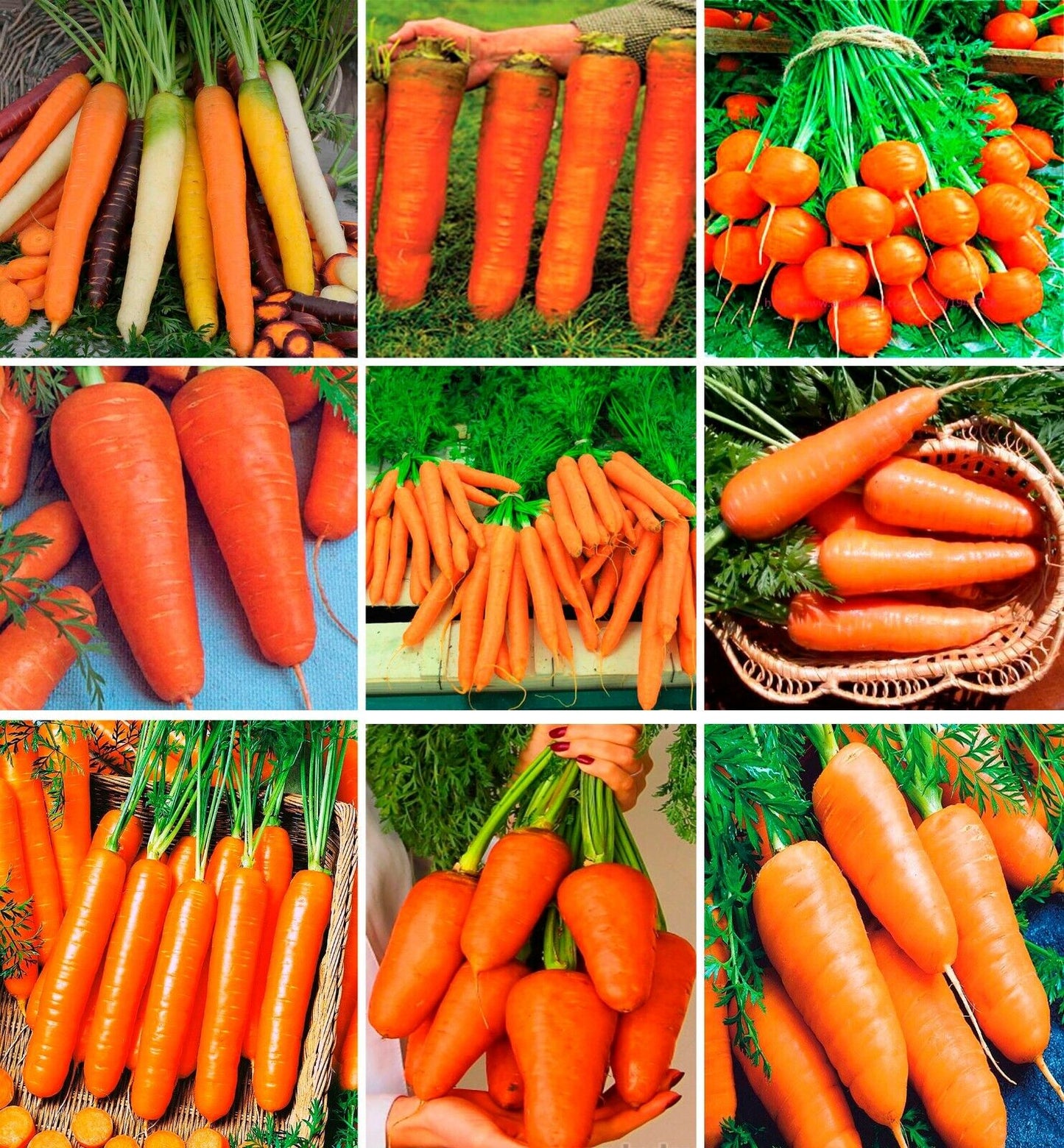 Carrot " Rainbow Mix " Exotic 40 Vegetable Seeds