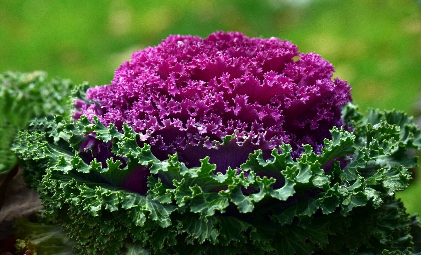 Kale " Large Leaf " Exotic 20 Vegetable Seeds