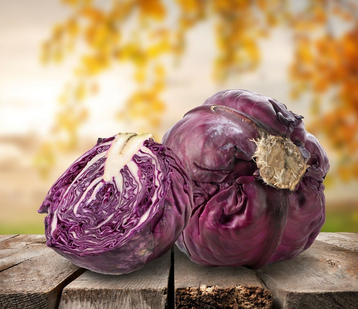 Cabbage " Purple Red " Exotic 20 Vegetable Seeds