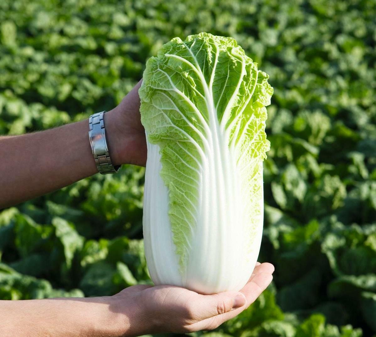 Cabbage " Chinese " Exotic 20 Vegetable Seeds