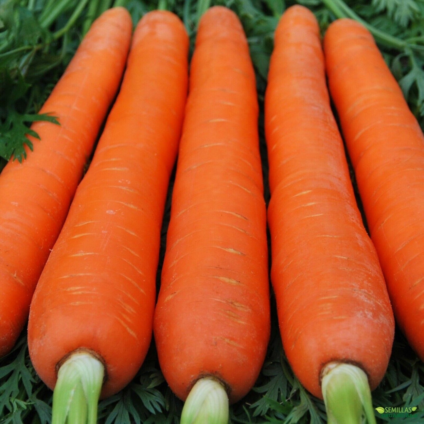 Carrot " Red Giant " Exotic 40 Vegetable Seeds