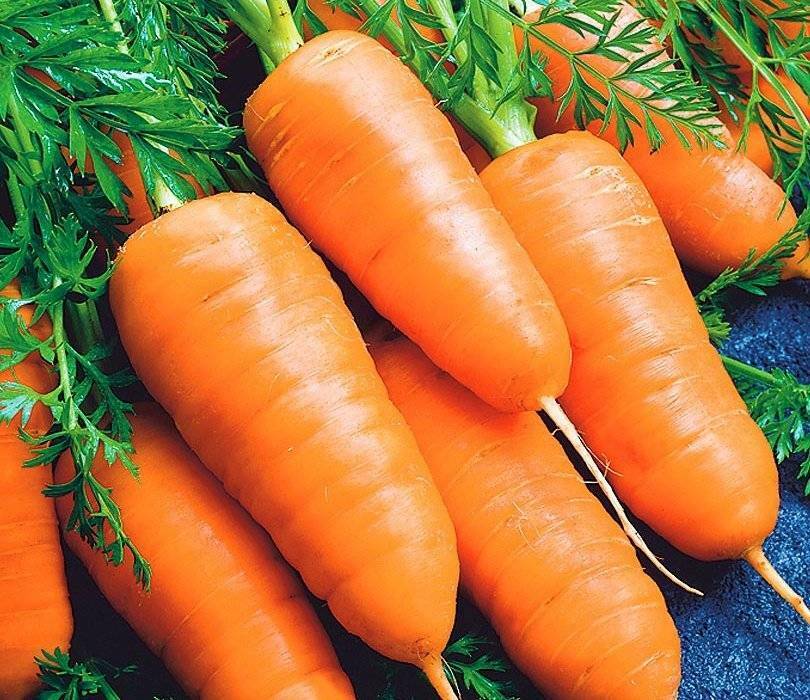 Carrot " Karotel " Exotic 40 Vegetable Seeds