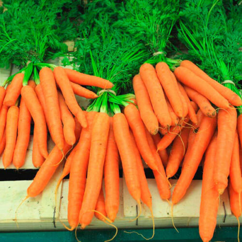 Carrot " Autumn Queen " Exotic 40 Vegetable Seeds