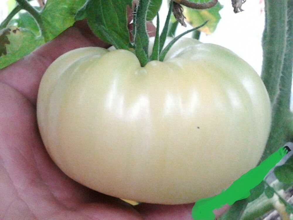 Tomato " Giant White " Exotic 100 Vegetable Seeds