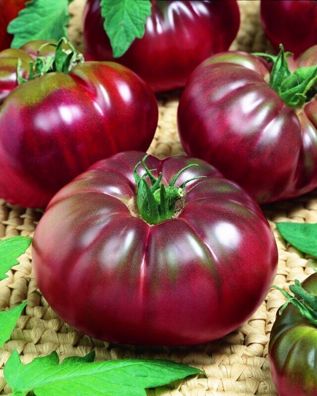 Tomato " Black Prince " Exotic 100 Vegetable Seeds