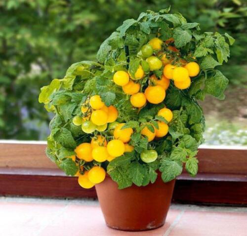 Tomato " Dwarf Yellow " Exotic 100 Vegetable Seeds